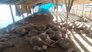 Ağıla giren kurt sürüsü, 42 koyunu telef etti