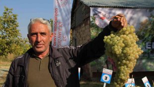Elazığ'da bağ bozumu etkinliği
