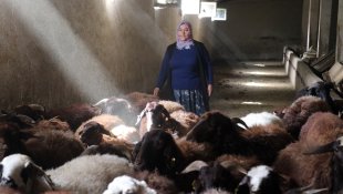 Destekle sürü sahibi olan Ağrılı kadın çiftçinin hedefi 500 koyuna ulaşmak