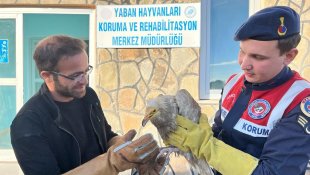 Van'da bulunan Mısır akbabası tedavi altına alındı