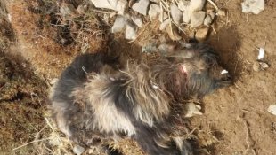 Tatvan'da sürüye kurt saldırdı, 55 koyun telef oldu