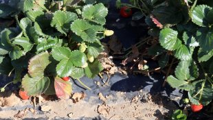 Ağrılı kadın çiftçiler "çilek yetişmez" denilen arazide tonlarca çilek üretti