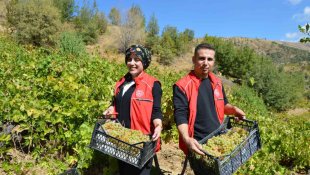 Gönüllü gençler yaşlı ve kimsesiz adamın bahçesindeki üzümleri topladı