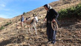 "Islah ettiği" kuzularıyla üretimi ve hayvan sayısını artırdı