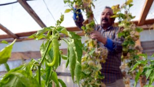 Sarıkamış'ta emekli işçi 2150 rakımda sebze ve meyve yetiştiriyor