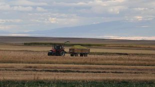 Kars'ta silajlık mısırın hasadı yapılıyor