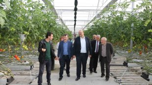 Aziziye'nin domates seralarına ESTP ziyareti