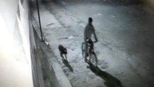 Iğdır'da pitbull cinsi köpek ile hırsızlık