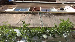 Görenler bir daha baktı, betonların arasında nasıl yetiştiğine anlam veremediler