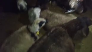 Ağrı'da kurtlar 350 koyundan oluşan sürüye saldırdı