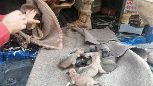 Anne ve yavru köpeklere jandarmadan şefkat eli