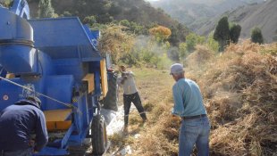 Bingöl'de "Yedisu horoz kuru fasulyesi hasat şenliği"