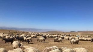 Güroymak'ta hayvan aşılama çalışması