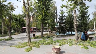 Belediye ekiplerinden mevsimlik ağaç budama çalışması