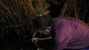 Bitlis'te 779 bin yavru sazan balığı göllere bıkarıldı