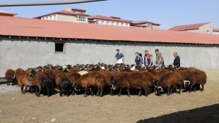 Ağrı'da çiftçilere 179 damızlık koç dağıtıldı
