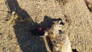 Aç kalan kurtlar sürüye saldırdı: 28 koyun telef oldu