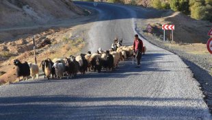 Muş'taki göçerler sıcak bölgelere göç etmeye başladı
