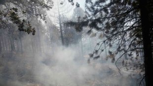 Malatya'da ormanlık alanda yangın