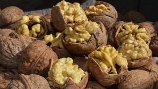 Adilcevaz 25. Ceviz Festivali Ve Kültür Etkinlikleri düzenlenecek