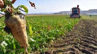 Erzincan'da şeker pancarı hasatı başladı