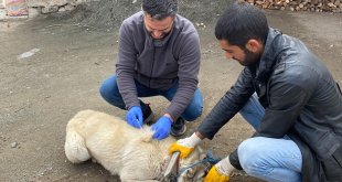 Kars'ta bir köy kuduz nedeniyle karantinaya alındı