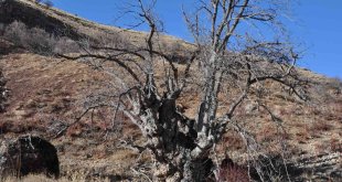 Türkiye'nin en geniş gövdeli ceviz ağacı için tescil başvurusu yapıldı