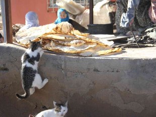 Bu da 'Ekmeğinin peşinde koşan' kedi