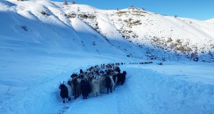Hakkari'de yolu kapanan köydeki sürü ve çobanlar ekiplerin çalışmasıyla kente ulaştırıldı