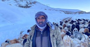 Hakkari'de 3 bin 500 rakımda mahsur kalan sürü kurtarıldı