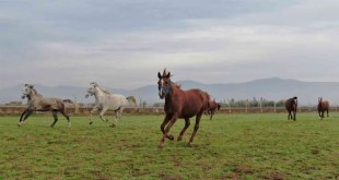 At yarışı kariyerinde 'Bold Pilot' bile ona yanaşamadı