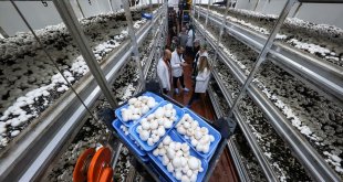 Üniversite öğrencileri mantar üretim tesisinde uygulamalı eğitim görüyor