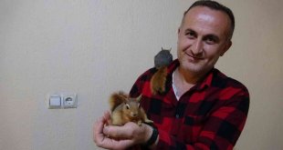 Köy okulu öğretmeni beslediği sincaplara çocuğu gibi bakıyor