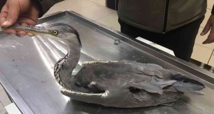 Kars'ta yaralı Gri Balıkçıl kuşu tedavi altına alındı