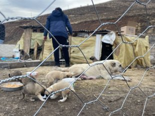 Yavru köpeklere barınak yapıp, beslemek için her gün 5 kilometre yol gidiyorlar