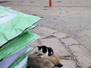 Soğuktan üşüyen kedi ile köpeğin dayanışması yürekleri ısıttı