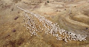 Erzincan'da göçerlerin yayladan zorlu dönüş yolculuğu başladı