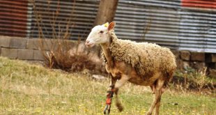 Ayağı kopan koyun protezle yeniden koşuyor