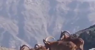 Terör örgütünden temizlenen dağlar dağ keçilerinin mekanı oldu