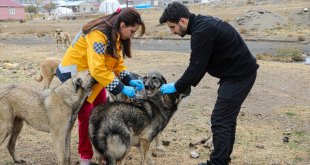 Van'da 5 bin köpeğe kuduz aşısı yapıldı