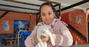 Yerli ve yabancı turistlerden Van kedilerine ilgi