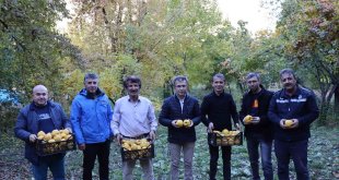 Karnavas'ın Ayvası vitamin deposu