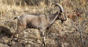 Erzurum'da tedavisi tamamlanan dağ keçileri ve kuşlar doğaya bırakıldı