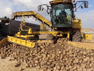 Çayırlı'da şeker pancarı hasadı devam ediyor