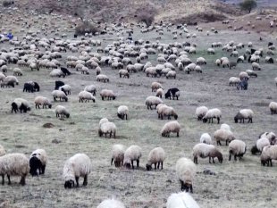 Sürülerin kışlaklara zorlu yolculuğu
