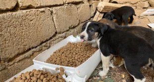 Elazığ'da üniversite öğrencileri "Fethi Sekin için sev" sloganıyla etkinlik gerçekleştirdi