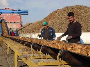 Şeker pancarından Muş ekonomisine 1 milyar 400 milyon liralık tatlı katkı