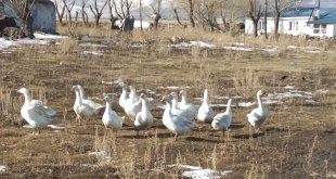 ATSO'dan kaz yetiştiriciliği eğitimi