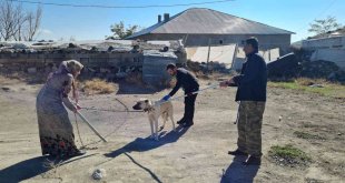 Çocukları yaralayan sokak köpeklerine kuduz aşısı yapıldı