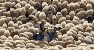 Van'da küçükbaş hayvan varlığının artırılması hedefleniyor
